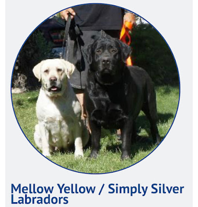 Mellow Yellow/Simply Silver Labradors
