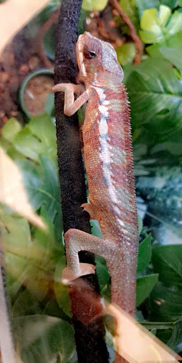 Pet Supply Store «Petco Animal Supplies», reviews and photos, 1753 St Lucie W Blvd, Port St Lucie, FL 34986, USA