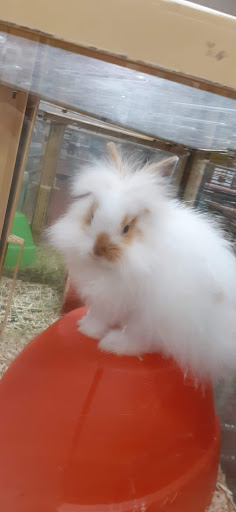 Pet Supply Store «Pet Supermarket», reviews and photos, 534 S Hunt Club Blvd, Apopka, FL 32703, USA