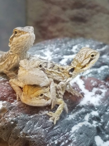 Pet Supply Store «Petco Animal Supplies», reviews and photos, 975 NW Gilman Blvd E, Issaquah, WA 98027, USA