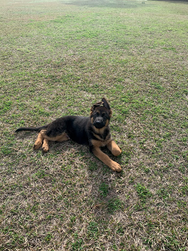 Dog Trainer «K9 Penn Dog Training Services», reviews and photos, 475 Sandy Ln, Surfside Beach, SC 29575, USA