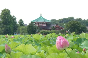 Shinobazu Pond image