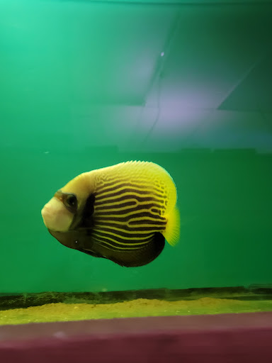 Tropical Fish Store «Ocean Aquarium», reviews and photos, 6820 E Black Horse Pike, Egg Harbor Township, NJ 08234, USA