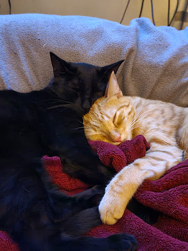 Pet Supply Store «Petco Animal Supplies», reviews and photos, 3525 W Victory Blvd, Burbank, CA 91505, USA