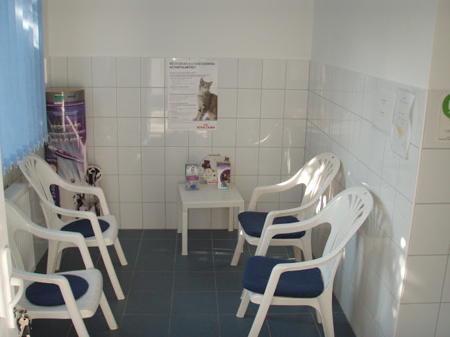 Állatorvosi rendelő - Állatorvos