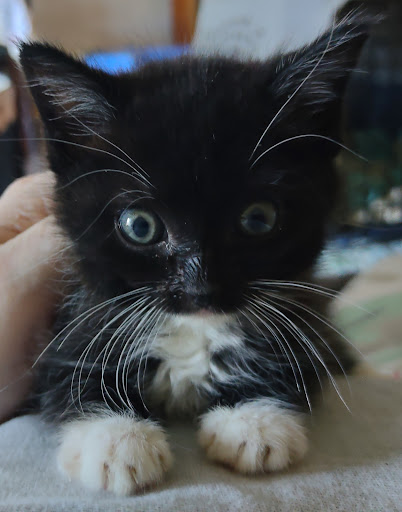 OC Animal Care image