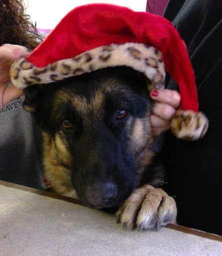 Used Auto Parts Store «Camaro Heaven / Drew Auto Parts», reviews and photos, 112 Clark Rd, Tilton, NH 03276, USA