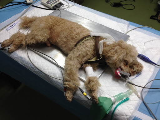 Centrovet Cantabria. Veterinarios Especilistas En Pequeños Animales. en Santa Cruz de Bezana
