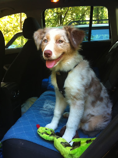 Pet Supply Store «The Natural Pet Center At Ireland Corners», reviews and photos, 609 NY-208, Gardiner, NY 12525, USA