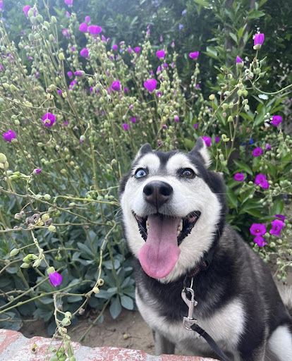 All Dogs Society image