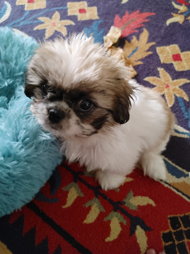 Pet Store «Wet Pets», reviews and photos, 1712 Montgomery Hwy, Dothan, AL 36303, USA