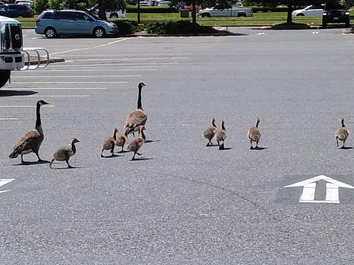 Department Store «Walmart Supercenter», reviews and photos, 7400 Guilford Dr, Frederick, MD 21704, USA