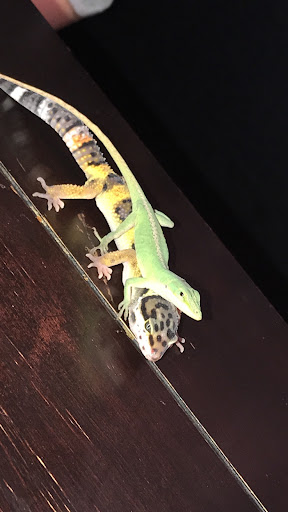 Pet Store «Petsense Pine Bluff», reviews and photos, 5514 S Olive St, Pine Bluff, AR 71603, USA