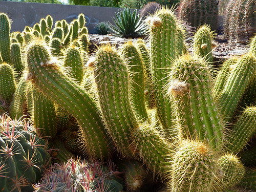 Botanical Garden «Desert Botanical Garden», reviews and photos, 1201 N Galvin Pkwy, Phoenix, AZ 85008, USA