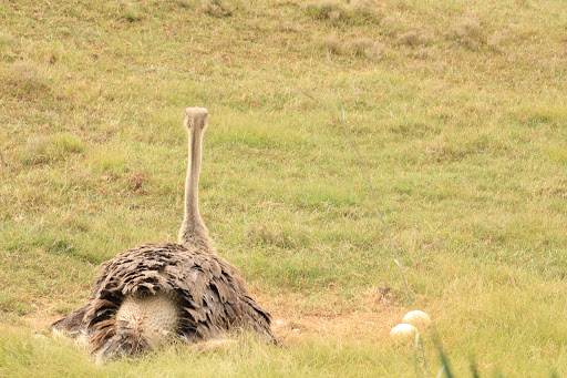 Zoo «Nashville Zoo at Grassmere», reviews and photos, 3777 Nolensville Pike, Nashville, TN 37211, USA