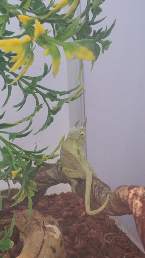 Pet Supply Store «Pet Supermarket», reviews and photos, 2924 13th St, St Cloud, FL 34769, USA