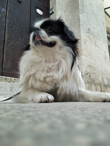 Pensioni per cani e dog hotel a Clinica Veterinaria Simone