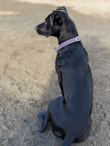 Park «Nunziato Field Dog Park», reviews and photos, Putnam St, Somerville, MA 02143, USA