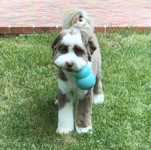 Pet Store «PetSmart», reviews and photos, 2891 Ygnacio Valley Rd, Walnut Creek, CA 94598, USA