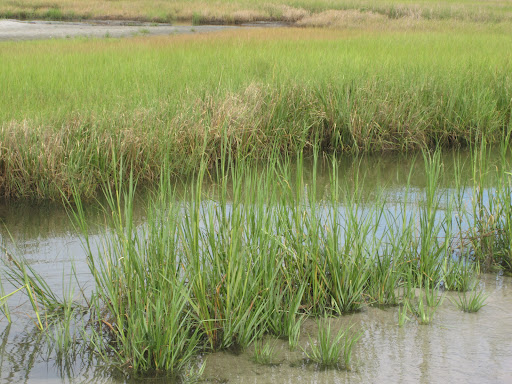 Nature Preserve «James Farm Ecological Preserve», reviews and photos, 30048 Cedar Neck Rd, Ocean View, DE 19970, USA
