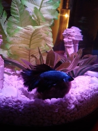 Pet Supply Store «PetSmart», reviews and photos, 9921 Pulaski Hwy, Baltimore, MD 21220, USA