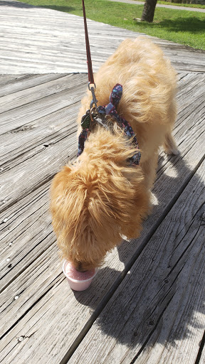 Pet Supply Store «3 Dogs and a Chick», reviews and photos, 130 Miracle Strip Pkwy SE, Fort Walton Beach, FL 32548, USA