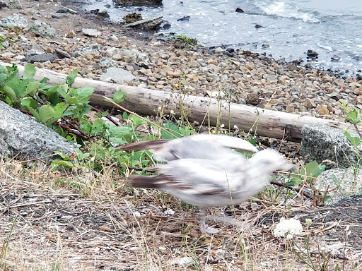 Home Improvement Store «The Home Depot», reviews and photos, 2213 Port Industrial Rd, Aberdeen, WA 98520, USA