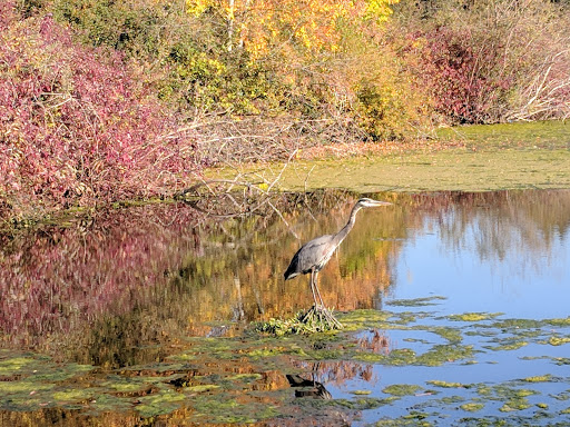 Park «Commonwealth Lake Park», reviews and photos, SW Butner Rd & SW Huntington Ave, Cedar Hills, OR 97225, USA