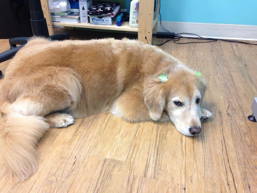 Pet Store «Bark Life Market», reviews and photos, 11220 Park Blvd N, Seminole, FL 33772, USA