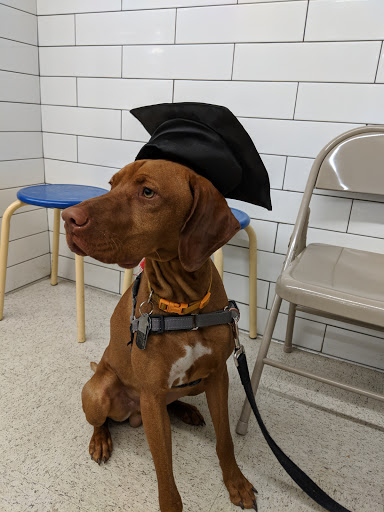 Pet Supply Store «PetSmart», reviews and photos, 3545 Hempstead Bethpage Turnpike, Levittown, NY 11756, USA