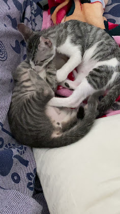 Photos des visiteurs Appartamento servito Appartamento Arzachena Costa Smeralda 07021 Arzachena