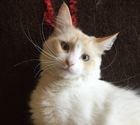 Hikepups Dog Walking & Pet Sitting Service - Photo 9 - Car repair in , Bremerton