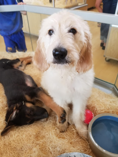 Pet Store «Perfect Pets», reviews and photos, 6840 S University Blvd #410, Centennial, CO 80122, USA