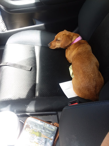 Pet Supply Store «PetSmart», reviews and photos, 2770 FM 365 c, Port Arthur, TX 77640, USA