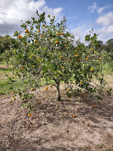 Farm «Butrico Groves Orange Grove», reviews and photos, 6065 Magnolia St, Mims, FL 32754, USA
