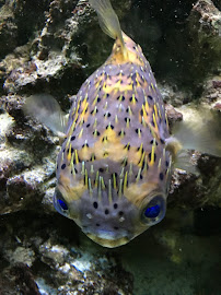 Frisco Pet Nanny - Photo 3 - Car repair in Frisco, TX, Plano