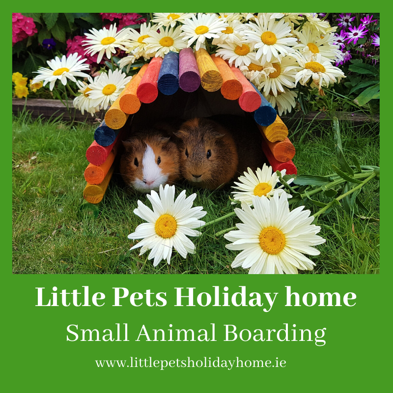 Little Pets Holiday Home Small Animal Boarding