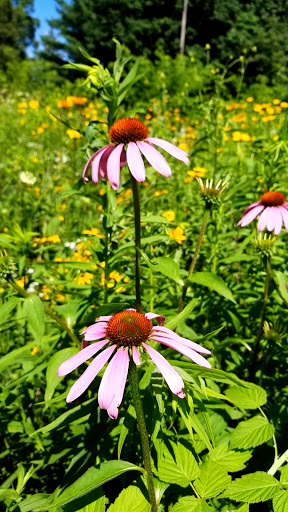 Nature Preserve «Bow in the Clouds Preserve», reviews and photos, 1805 Nazareth Rd, Kalamazoo, MI 49048, USA