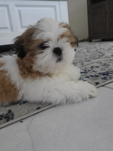 Pet Supply Store «Lil Rascals», reviews and photos, 10035 Gulf Center Dr #105, Fort Myers, FL 33913, USA