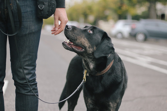 Reviews of Good Dog Behaviour & Training in Mosgiel - Dog trainer