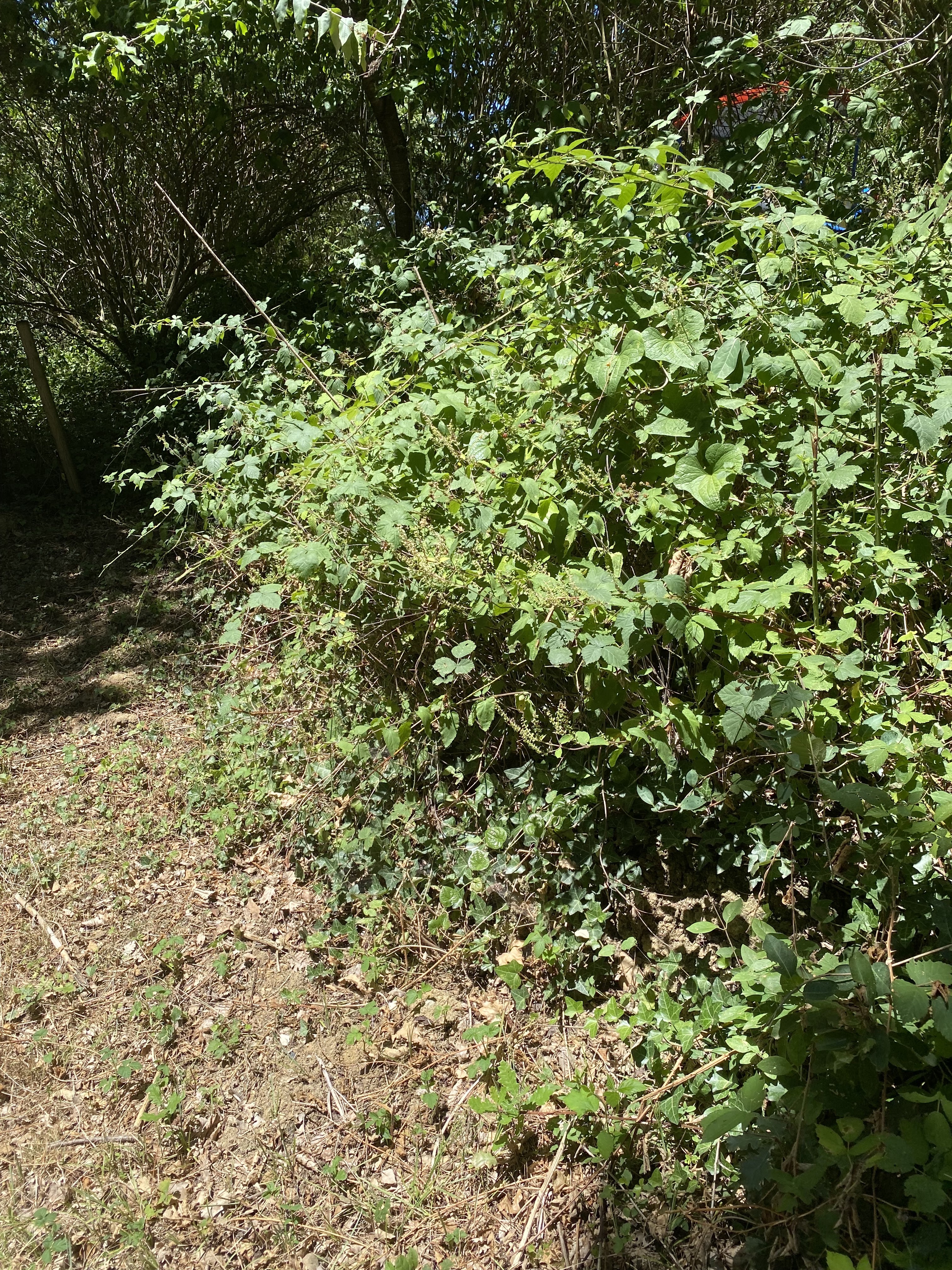 Photo n° 5 de l'avis de 31.i fait le 09/07/2022 à 13:05