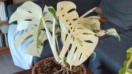 Variegatas : plantes rares et de collection. Monstera variegata, philodendron gloriosum, monstera adansonii