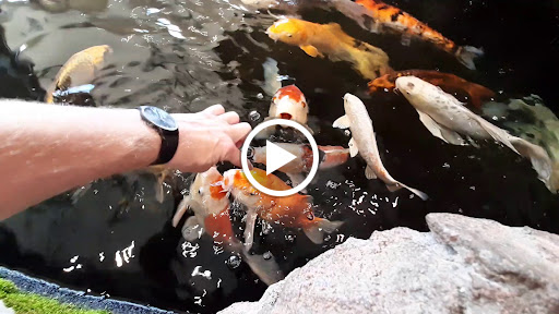 Pet Store «Petland Hoffman», reviews and photos, 11 Golf Center, Hoffman Estates, IL 60169, USA