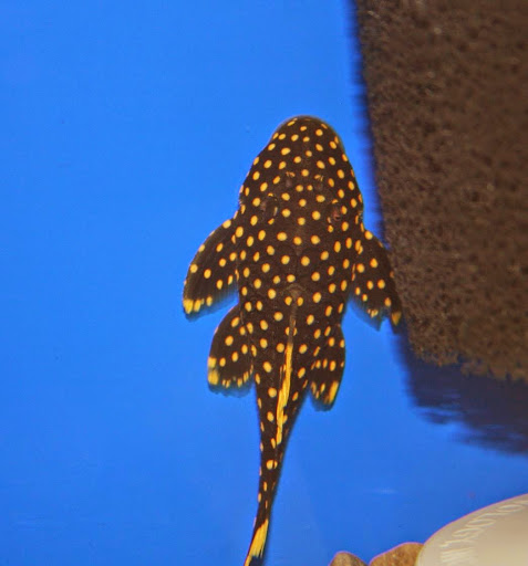 Tropical Fish Store «Aquatic Treasures/Bruces Pond Shop», reviews and photos, 20708 Gudith Rd, Brownstown Charter Twp, MI 48183, USA