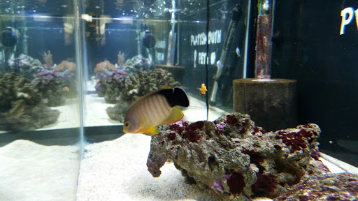 Pet Store «Plattsmouth Pets», reviews and photos, 430 Main St, Plattsmouth, NE 68048, USA