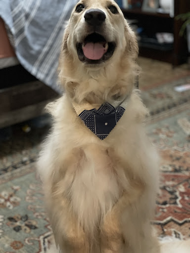 Pet Groomer «Hotdog! Pet Salon», reviews and photos, 629 1st Ave N, Fargo, ND 58102, USA