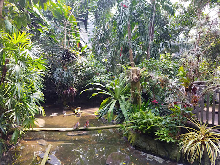 Forest Aviary