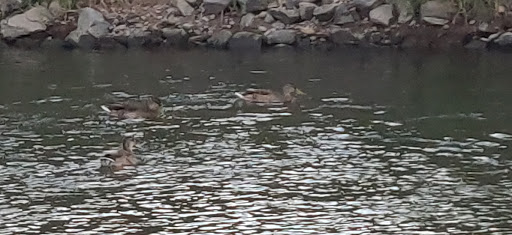 Park «South Platte Park and Carson Nature Center», reviews and photos, 3000 W Carson Dr, Littleton, CO 80120, USA