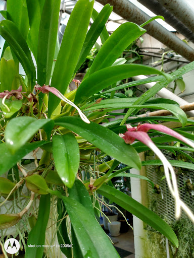 Florist «Little Brook Orchids», reviews and photos, 25 Rider Ave, Lancaster, PA 17603, USA