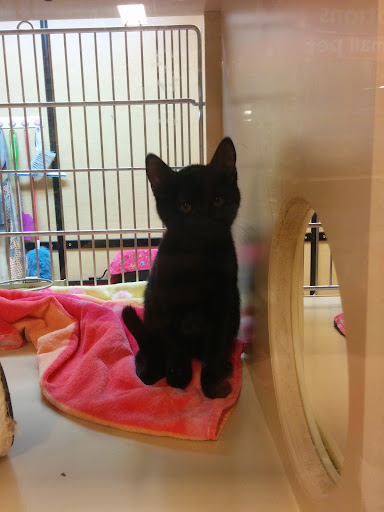 Pet Supply Store «PetSmart», reviews and photos, 10363 Fairway Dr, Roseville, CA 95678, USA